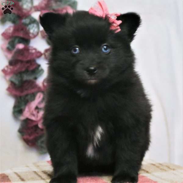 Little Princess Ora, Pomsky Puppy